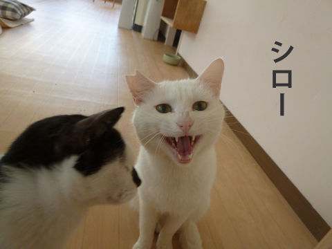 猫式ブログ
