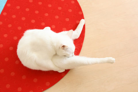 猫式ブログ~里親募集型猫カフェ