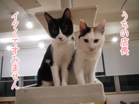 猫式ブログ~里親募集型猫カフェ