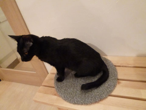 猫式ブログ-スーン