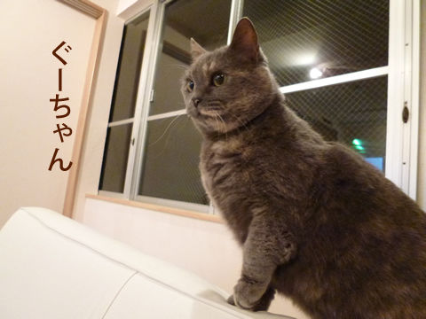 猫式ブログ~里親募集型猫カフェ