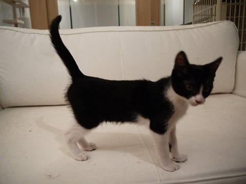 猫式ブログ~里親募集型猫カフェ