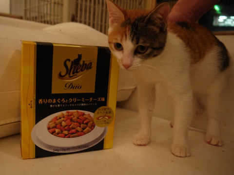 猫式ブログ~里親募集型猫カフェ