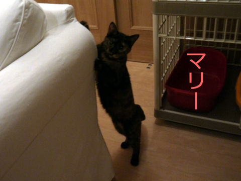 猫式ブログ~里親募集型猫カフェ