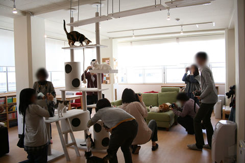 猫式ブログ~里親募集型猫カフェ