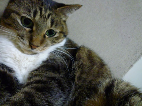 猫式ブログ~里親募集型猫カフェ