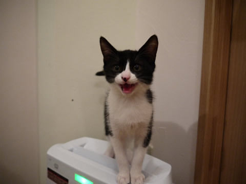 猫式ブログ~里親募集型猫カフェ