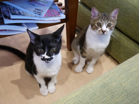 猫式ブログ~里親募集型猫カフェ