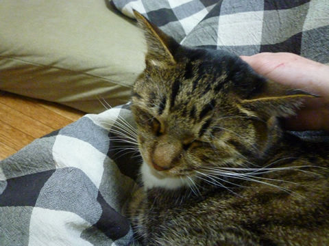 猫式ブログ~里親募集型猫カフェ
