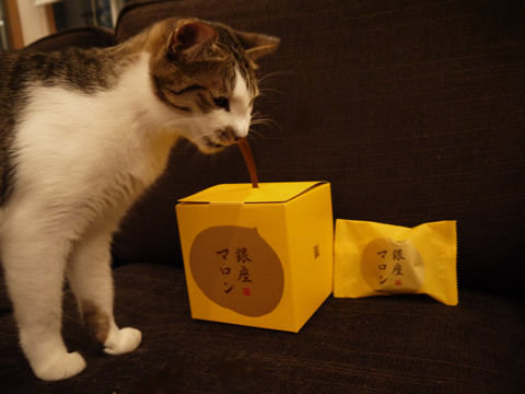 猫式ブログ~里親募集型猫カフェ