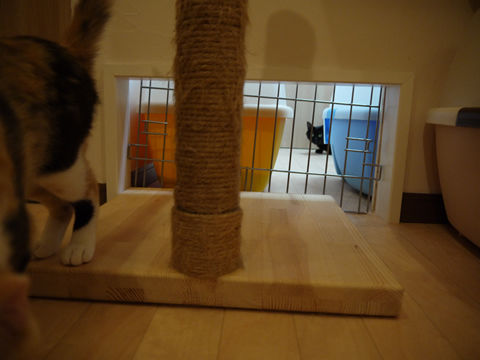 猫式ブログ~里親募集型猫カフェ