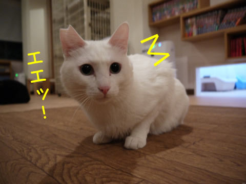 猫式ブログ~里親募集型猫カフェ
