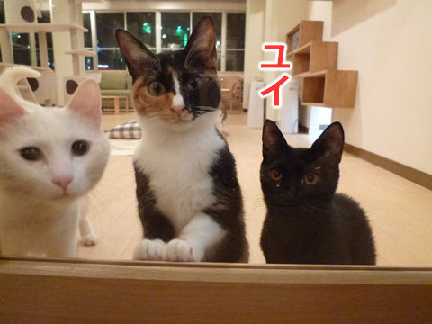 猫式ブログ