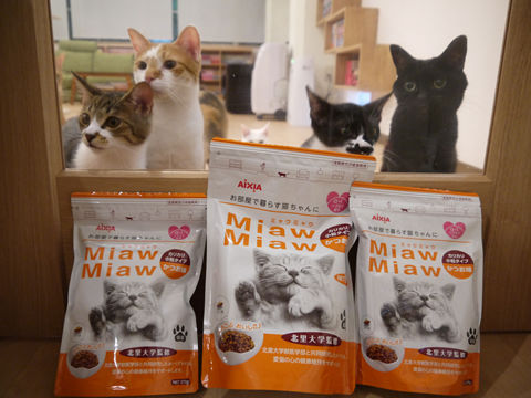 猫式ブログ~里親募集型猫カフェ