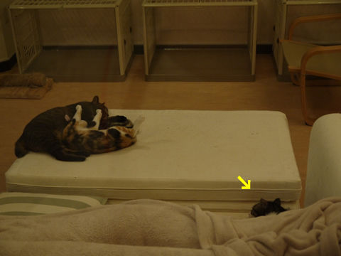 猫式ブログ~里親募集型猫カフェ