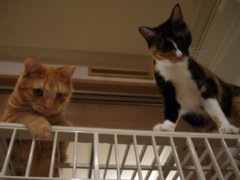 猫式ブログ~里親募集型猫カフェ
