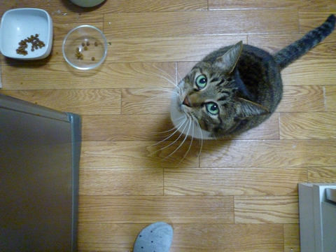猫式ブログ~里親募集型猫カフェ