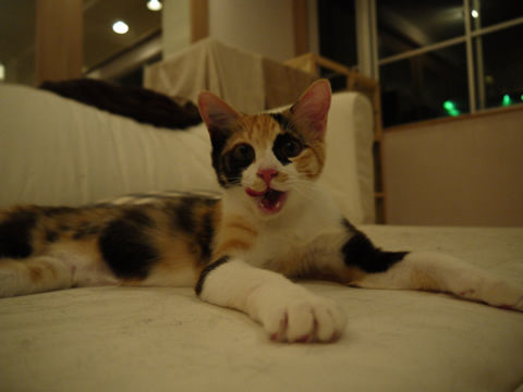 猫式ブログ~里親募集型猫カフェ