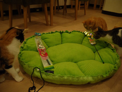 猫式ブログ~里親募集型猫カフェ