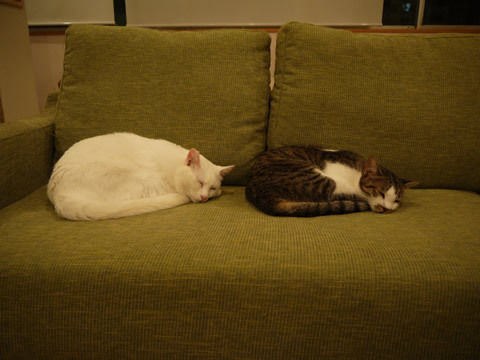 猫式ブログ~里親募集型猫カフェ