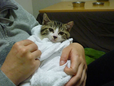 猫式ブログ~里親募集型猫カフェ