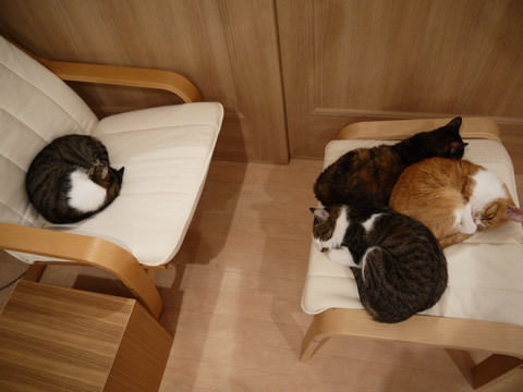 猫式ブログ~里親募集型猫カフェ