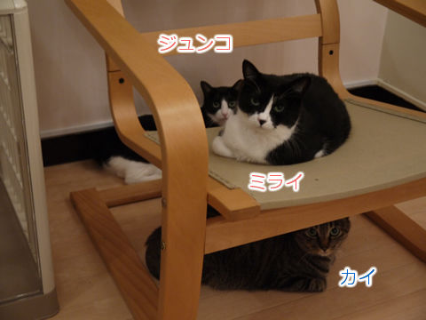 猫式ブログ~里親募集型猫カフェ