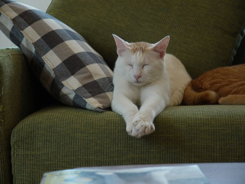 猫式ブログ~里親募集型猫カフェ