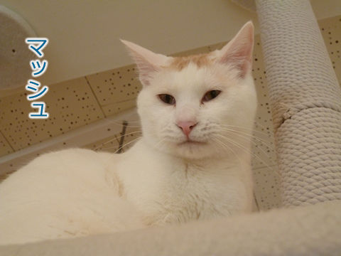 猫式ブログ~里親募集型猫カフェ