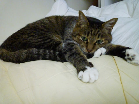 猫式ブログ~里親募集型猫カフェ