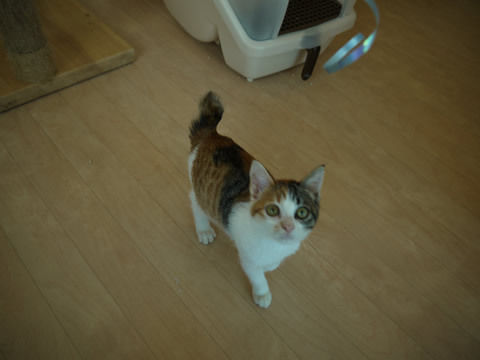猫式ブログ~里親募集型猫カフェ