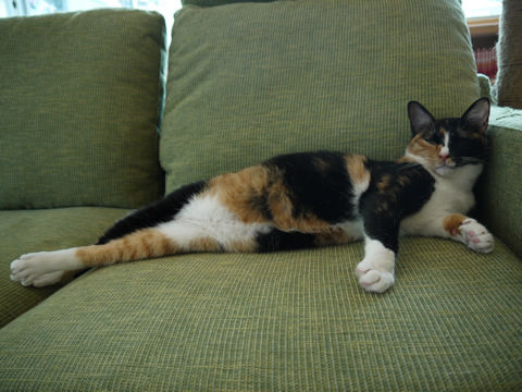 猫式ブログ~里親募集型猫カフェ