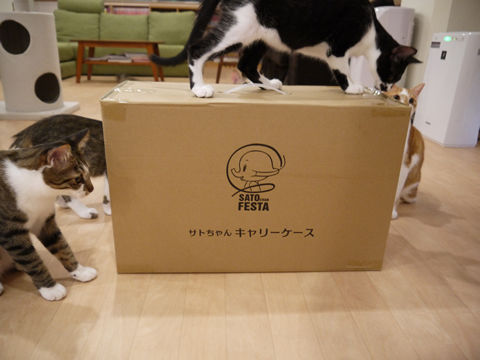 猫式ブログ~里親募集型猫カフェ