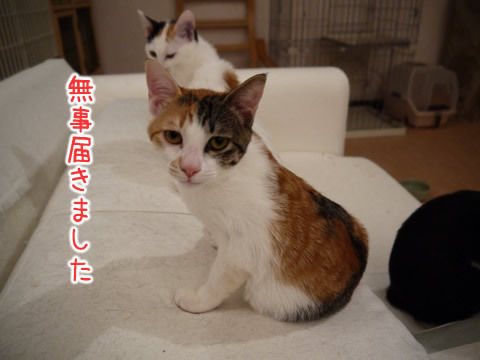 猫式ブログ~里親募集型猫カフェ