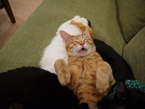 猫式ブログ~里親募集型猫カフェ