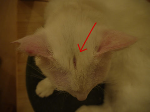 猫式ブログ~里親募集型猫カフェ