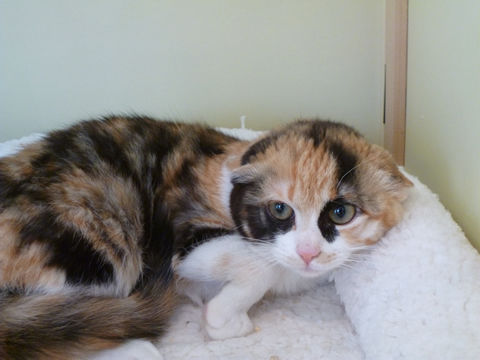 猫式ブログ~里親募集型猫カフェ