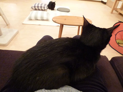 猫式ブログ