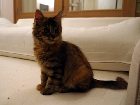 猫式ブログ~里親募集型猫カフェ