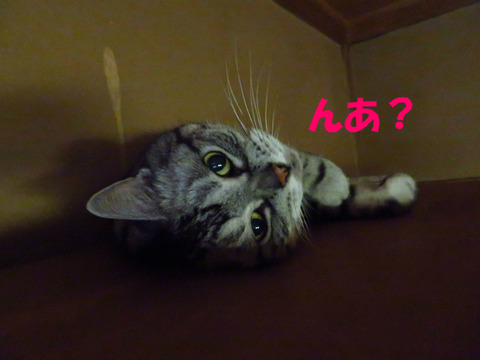 なんでしゅかの?