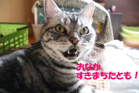 ごはん、まだでしゅか!