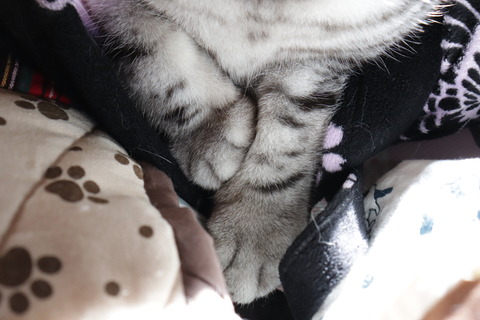 お手手がムニッと(笑)。
