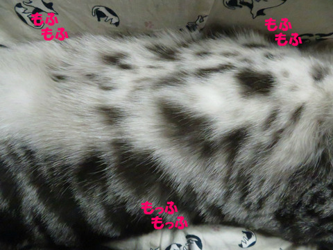 うりゅしぇぇ。