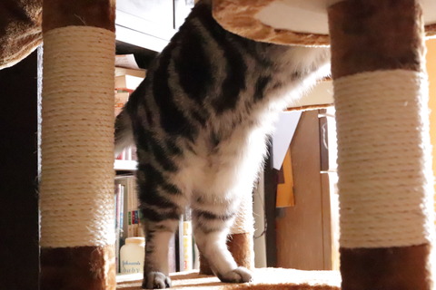 よいちょ。
