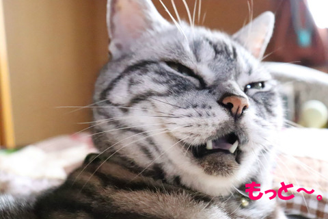 もっとなでれ~。