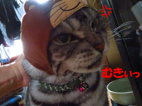 キライって言ってうのにっ💢