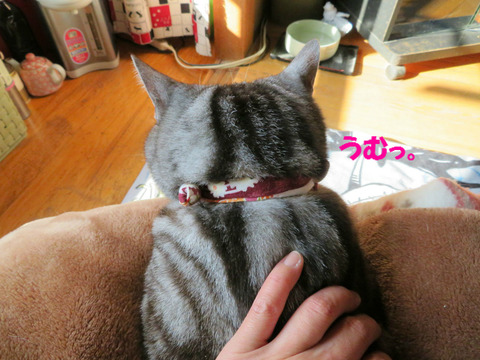 きもちういでしゅとも。