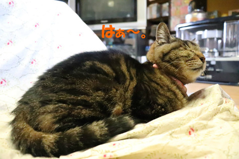 動きたくないわ~。