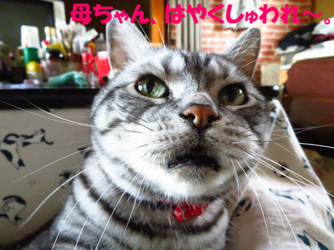 おヒザ乗せれ。