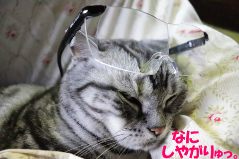 きもちよく寝てまちたのにっ💢